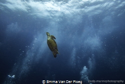 A hawksbill turtle ascends to the surface for a fresh bre... by Emma Van Der Ploeg 